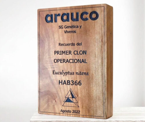 Escultura de madera galvano 13